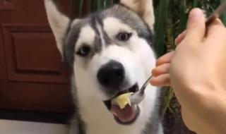 狗狗能吃一些什么水果蔬菜狗狗两个多月 狗能不能吃榴莲